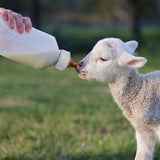 Kerbl tettarella a vite Lamb Bottle (inclusa) 1L