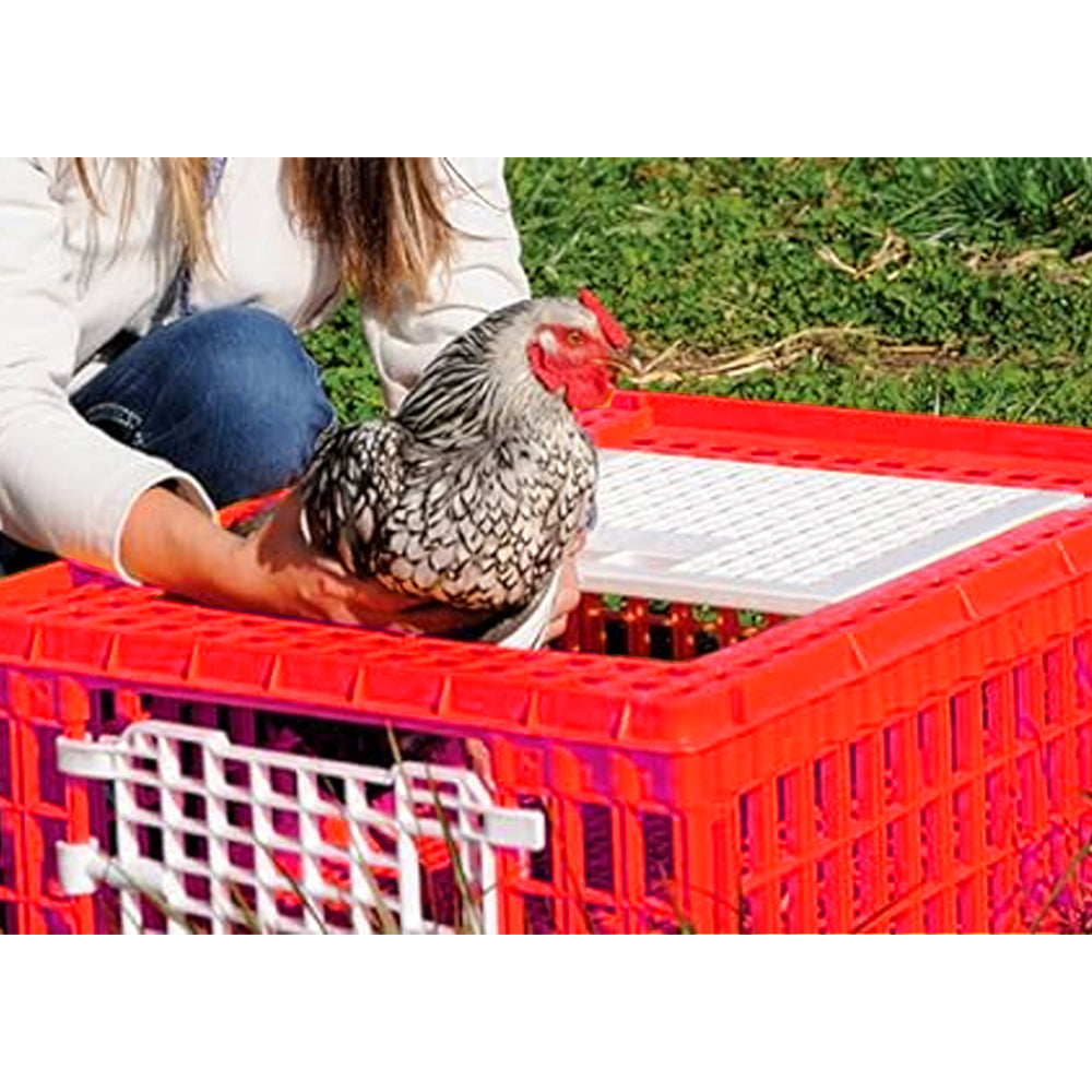 Box per trasporto pollame