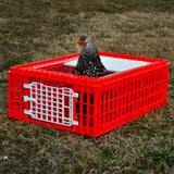Box per trasporto pollame