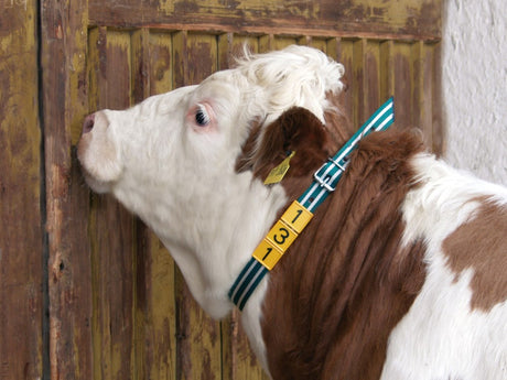 Collare per marcatura del collo per mucche